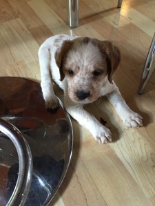 2015-06-07 11.33.04 - Kopi